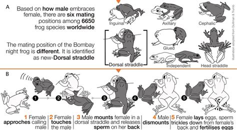 mating preds|mating press: A Beginner's Guide .